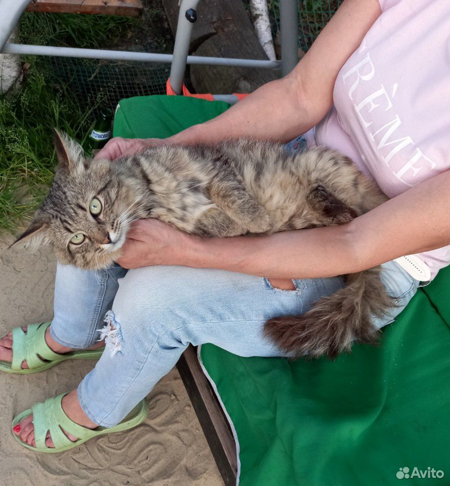 Котик в хорошие руки купить на Зозу.ру - фотография № 3