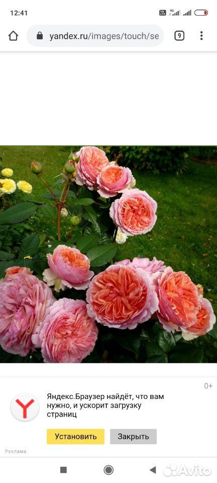 Розы купить на Зозу.ру - фотография № 6