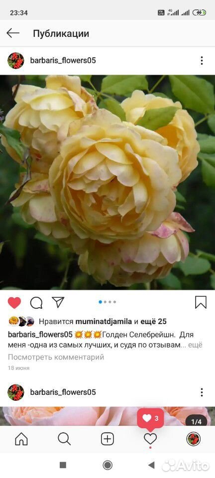 Розы купить на Зозу.ру - фотография № 7