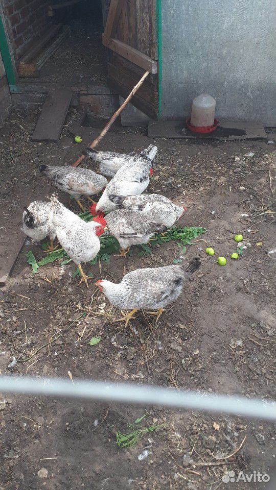 Вкусные яйца куриные домашние купить на Зозу.ру - фотография № 4