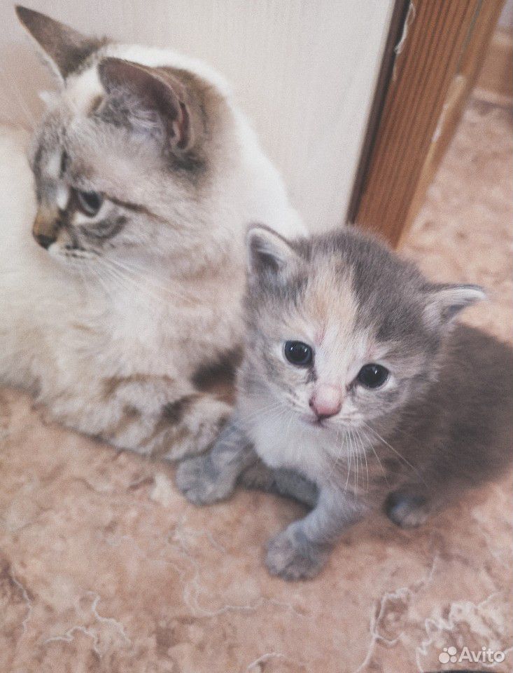 Умные и ласковые котята от тайской кошки купить на Зозу.ру - фотография № 6