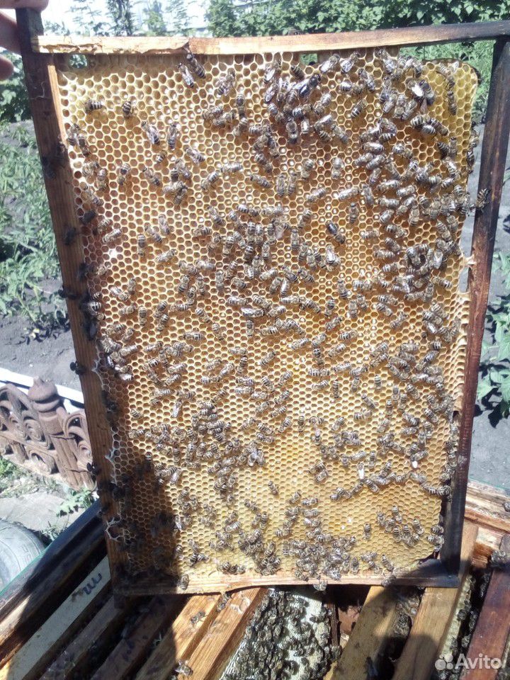 Мёд цветочный свежий купить на Зозу.ру - фотография № 1