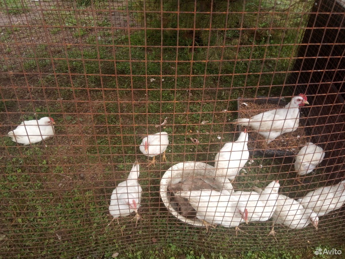 Цыплята яичной породы Ломан классик купить на Зозу.ру - фотография № 5