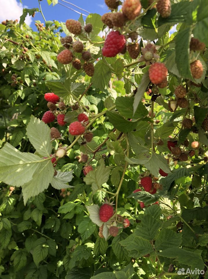 Малина ягода купить на Зозу.ру - фотография № 2