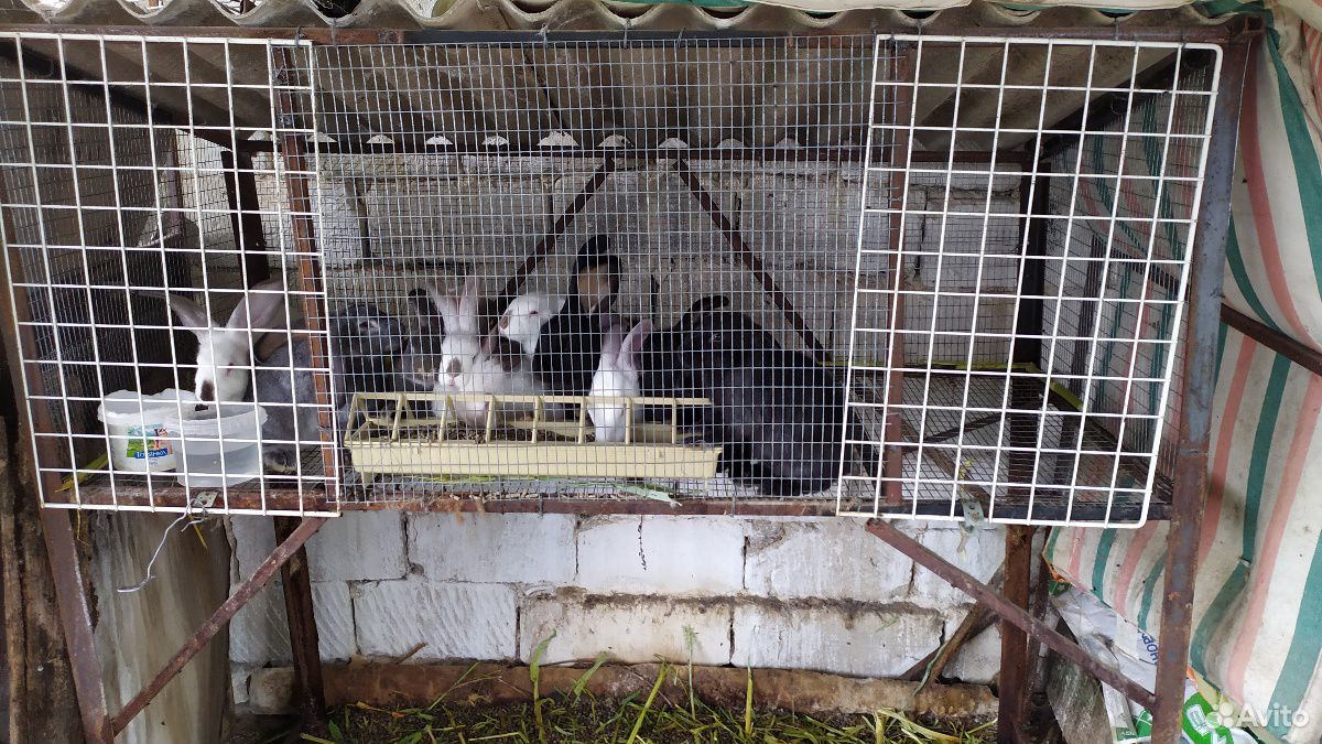 Кролики с клетками купить на Зозу.ру - фотография № 5
