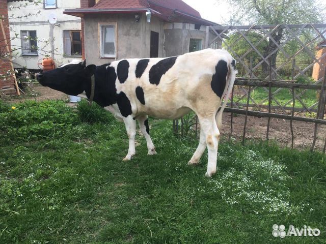 Голштинская корова молодая стельная купить на Зозу.ру - фотография № 3