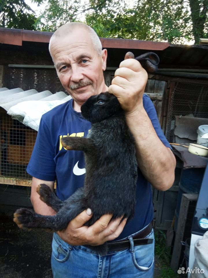 Крольчата 2,5 месяца купить на Зозу.ру - фотография № 1