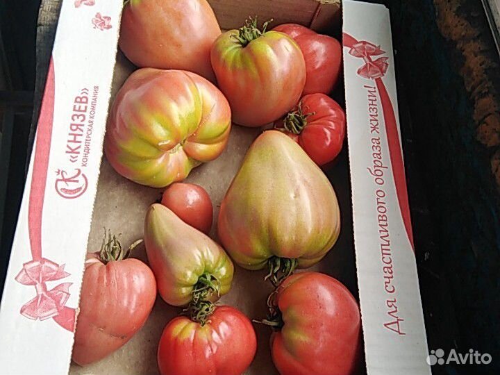 Продажа помидоров купить на Зозу.ру - фотография № 3
