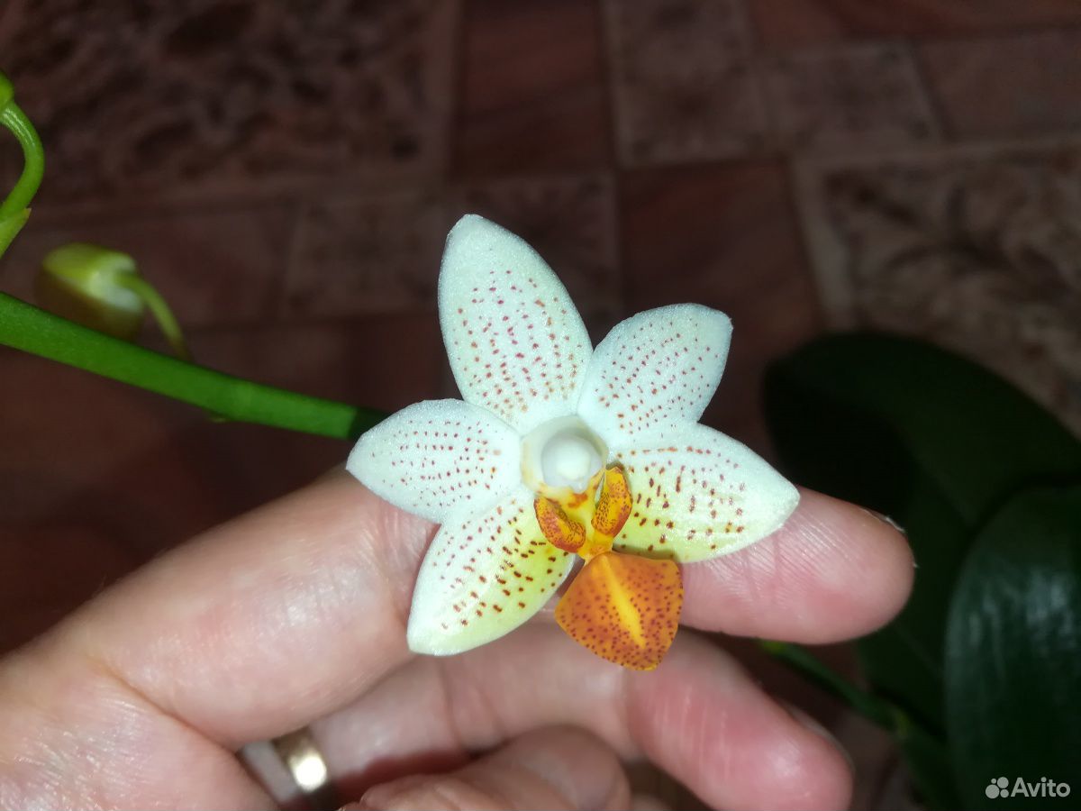 Мини Марк орхидея купить на Зозу.ру - фотография № 1