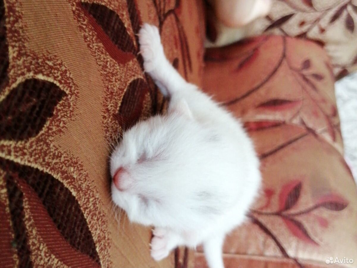 Продам котёнка шатландка 2 дня отроду за 1000 купить на Зозу.ру - фотография № 7