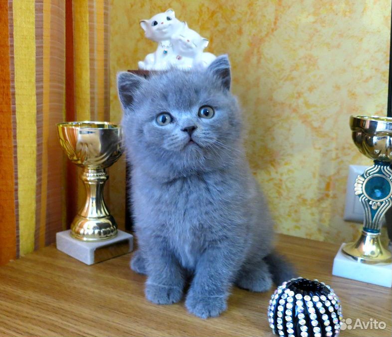 Продаются котята купить на Зозу.ру - фотография № 6