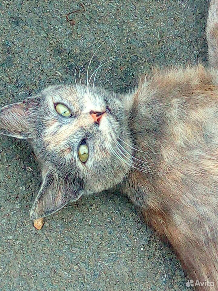 Красавица кошка купить на Зозу.ру - фотография № 3