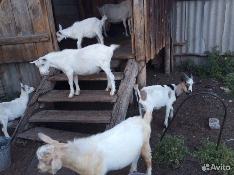 Козлы 6мес, 2мес, двойная коза купить на Зозу.ру - фотография № 7