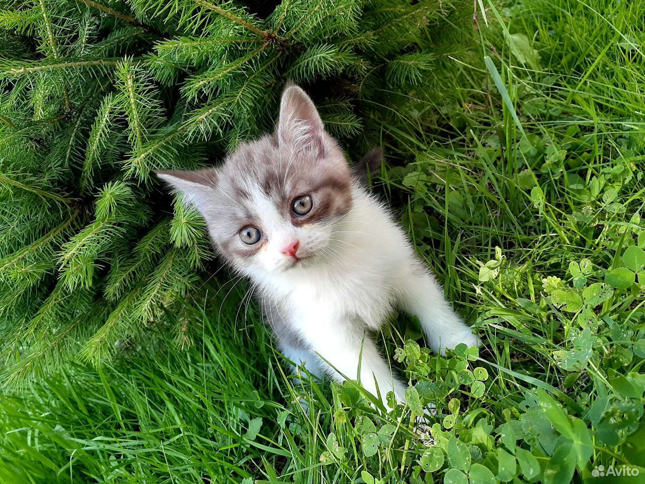 Очаровательные шотландские котята купить на Зозу.ру - фотография № 7