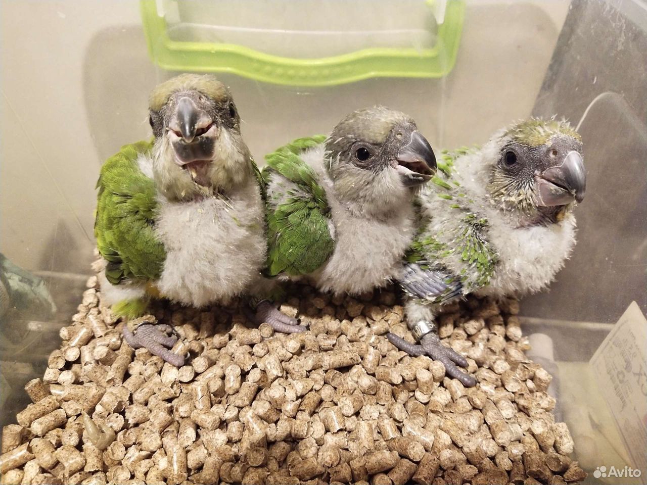 Сенегальский попугай птенцы выкормыши купить на Зозу.ру - фотография № 4