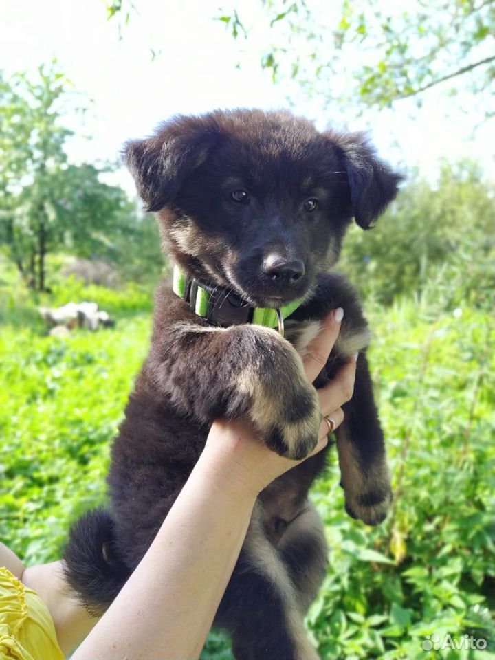 Супер красивые щенки ищут дом