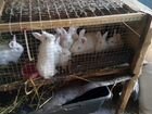 Чисто породистые кролики объявление продам