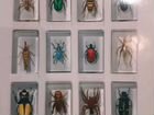 Коллекция насекомых объявление продам