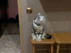 Вязка кот шотландец страйт объявление продам