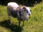 Баран, овца объявление продам