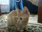 Котенок полупороды Сфинкс объявление продам