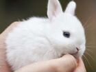 Фотография с кроликом объявление продам