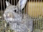 Кролики, более 40 штук объявление продам