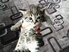 Отдадим кошечку и котёнка от сиамской мамы-мышелов объявление продам