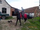 Ручной обученный конь,порода литовский тяжеловес объявление продам