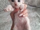 Котята донского сфинкса объявление продам