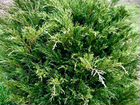 Можжевельник казацкий(Juniperus sabina) объявление продам