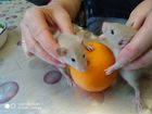 Крысята Дамбо сиамские объявление продам