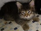 Сибирские котята метисы объявление продам