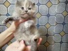 Чистокровные персидские котята объявление продам