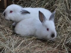 Продам или обменяю калифорнийских кроликов