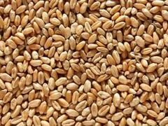 Пшеница. Ячмень и дробленка