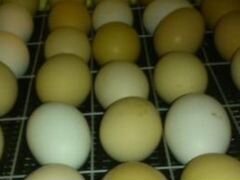 Утиное, цесариное и индюшиное инкубационное яйцо
