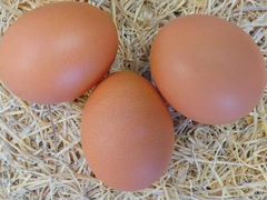 Инкубационное гусиное, куриное домашнее яйцо