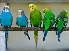 Птенцы попугаев различных видов