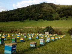 Пчелы, пчелосемьи г. Шарыпово