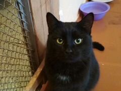 Шикарный черный котяра ищет дом