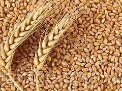 Продам пшеницу - 1500кг