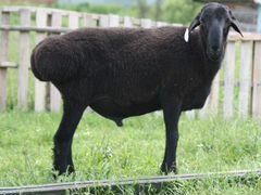 Эдильбаевская курдючная овца
