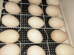 Индюшинные инкубационные яйца