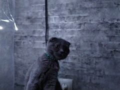 Продам Шотландского вислоухого котенка (девочка)