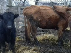 Корова с бычком и каровы 50р