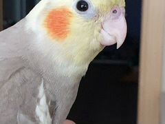 Птенец попугая Корелла - мальчик