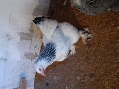 Брамы(разных возростов), яица и суточные цыплята