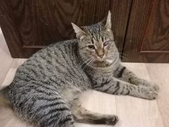 Кастрированный кот Серый