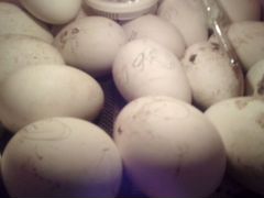 Яйцо гусиное